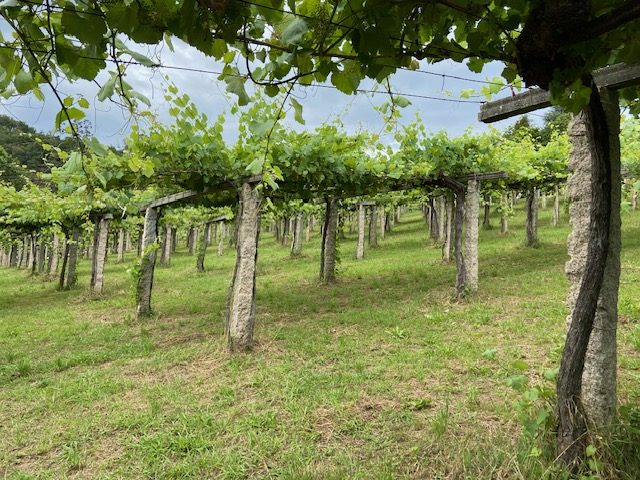 Wines of Galicia